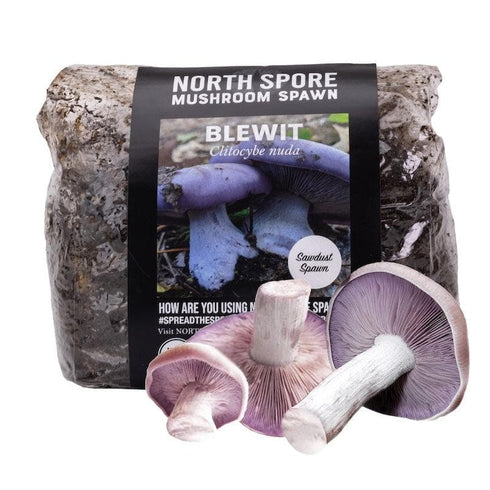 Organic Blewit Mushroom Sawdust Spawn